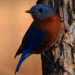 bird2
